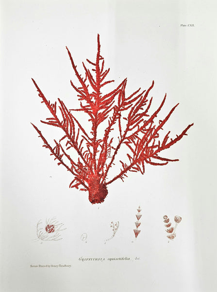 -Italian 1960 Double Strand Roots Coral Necklace Mount In Yellow Gold