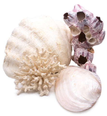 Sea Collection Of Four Decorative Specimens Of Maritime Natural Formations